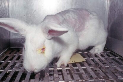 Kaninchen aus Tierversuchen