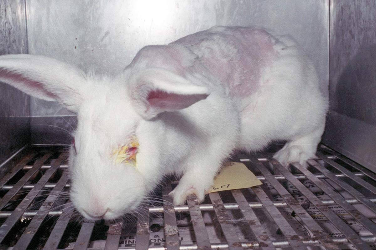 Kaninchen aus Tierversuchen
