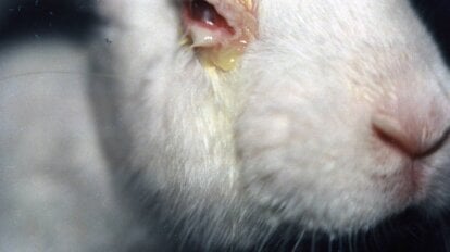 Hase mit verletztem Auge aus Tierversuchen