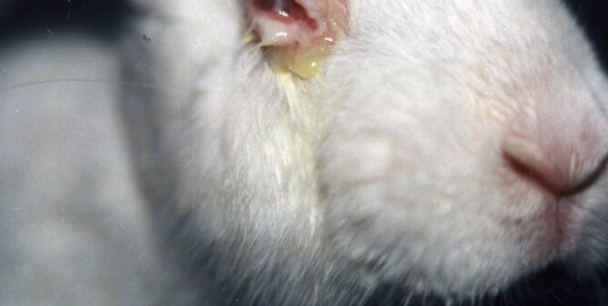 Weisser Hase mit verletztem Auge aus Tierversuchen