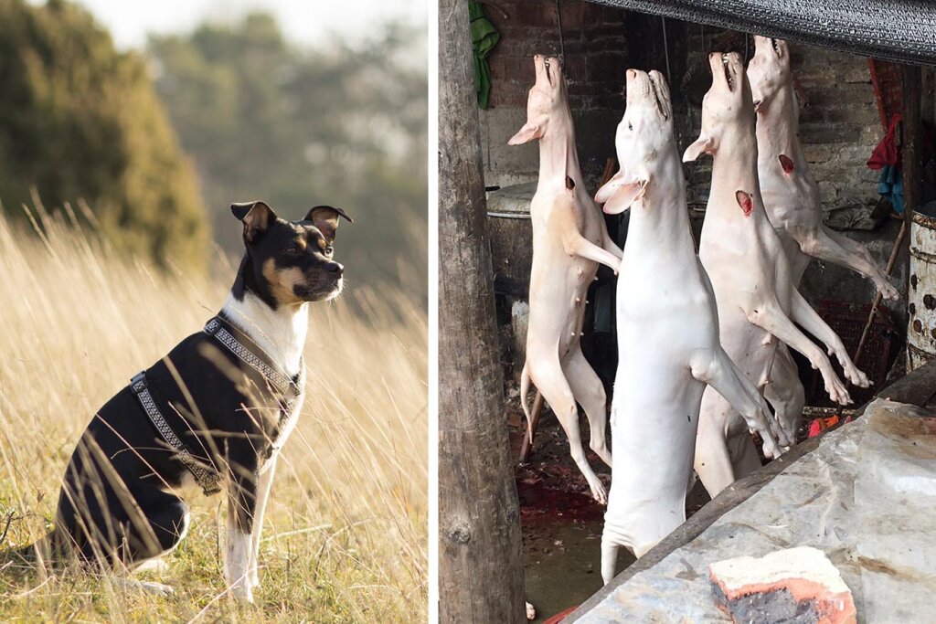 Collage Hund und tote Hunde