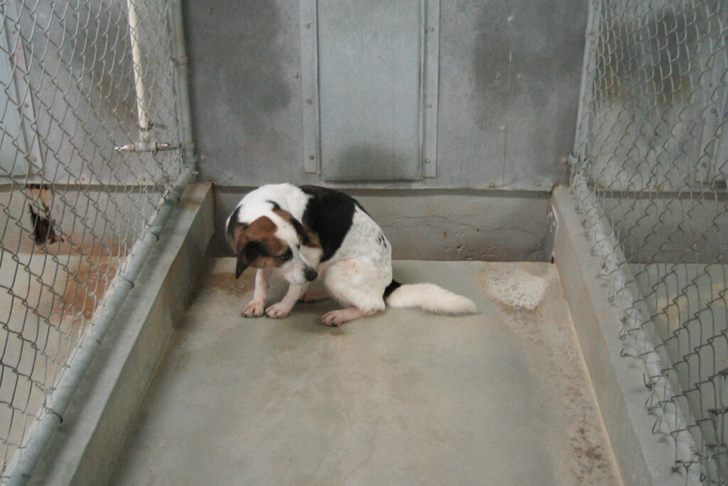 Hund im Tierversuchslabor