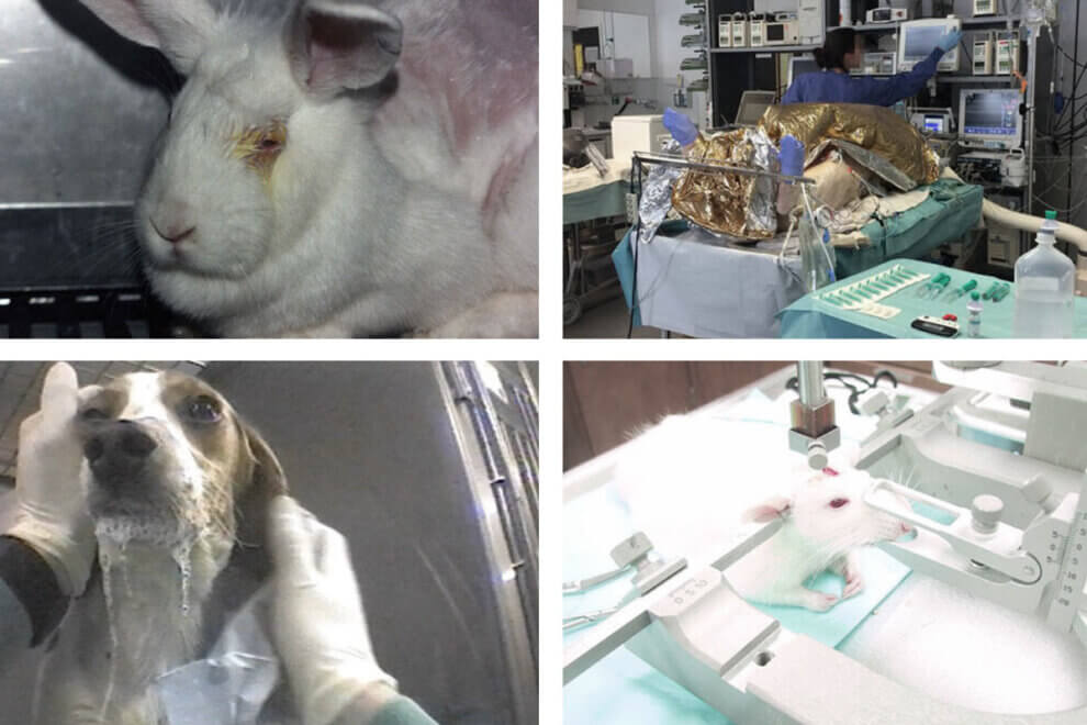 Pro Und Contra Tierversuche Tierversuche Pro und Kontra: Die wichtigsten Argumente | PETA
