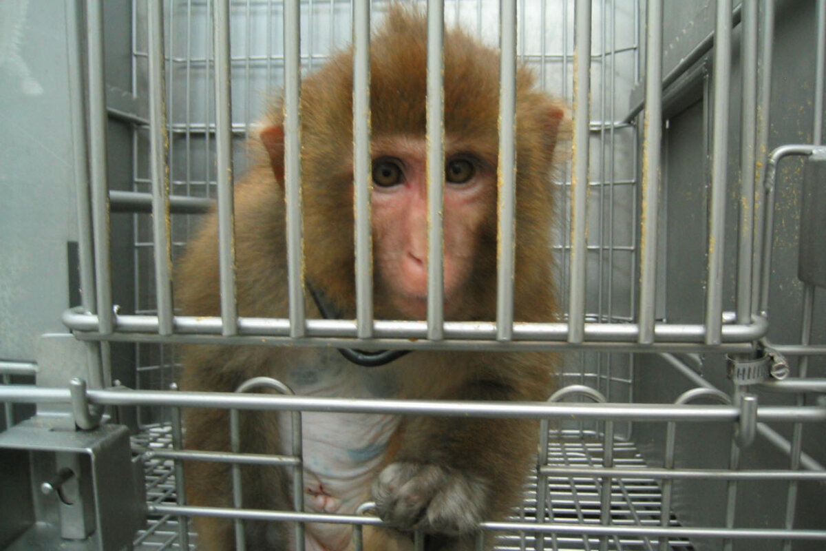 Flucht vor Ethik und Gesetz: Affenforscher Logothetis geht nach China