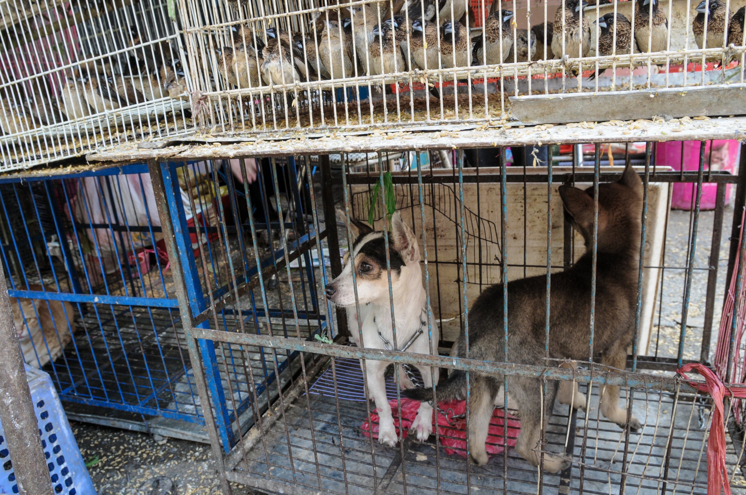 Hunde im Käfig auf Lebendtiermarkt