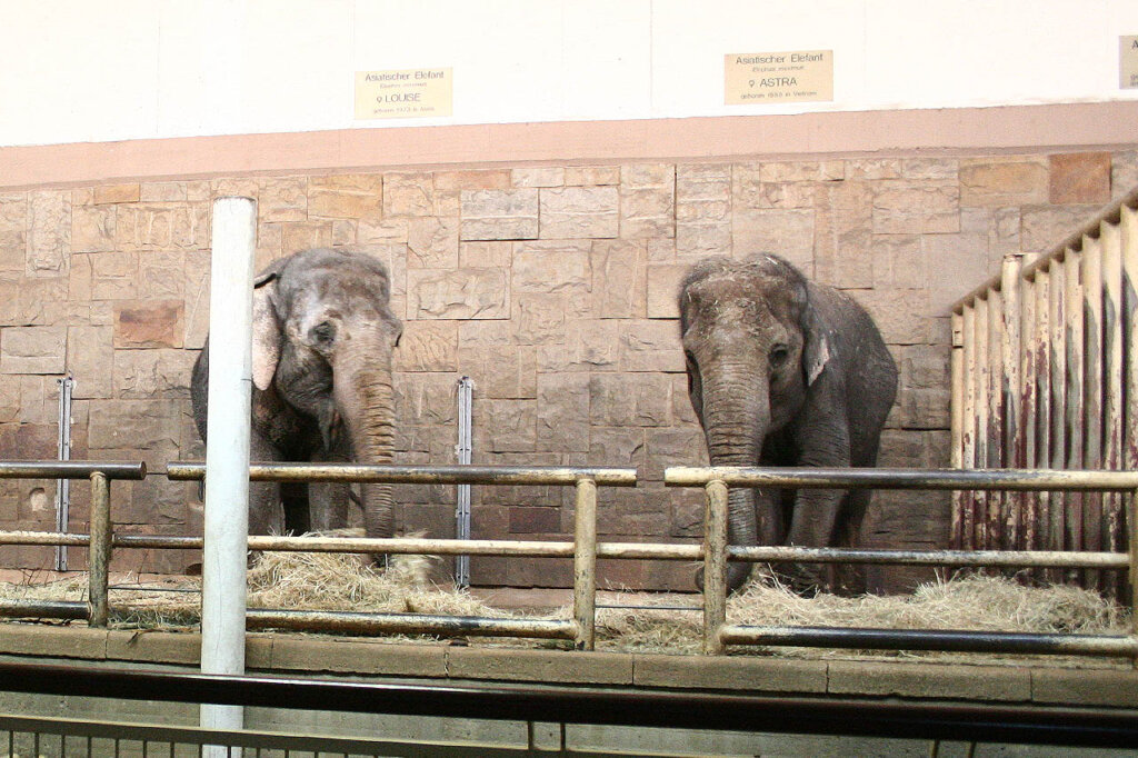 Elefanten im Tierpark Berlin