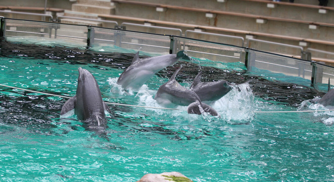 Delfine im Wasserbecken im Delfinarium Duisburg
