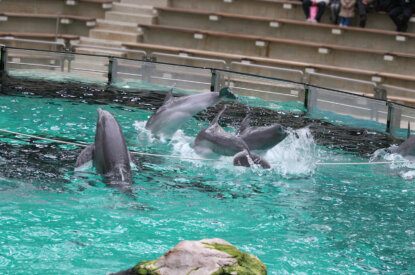 Delfine im Wasserbecken im Delfinarium Duisburg