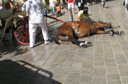Pferd liegt erschoepft auf dem Boden