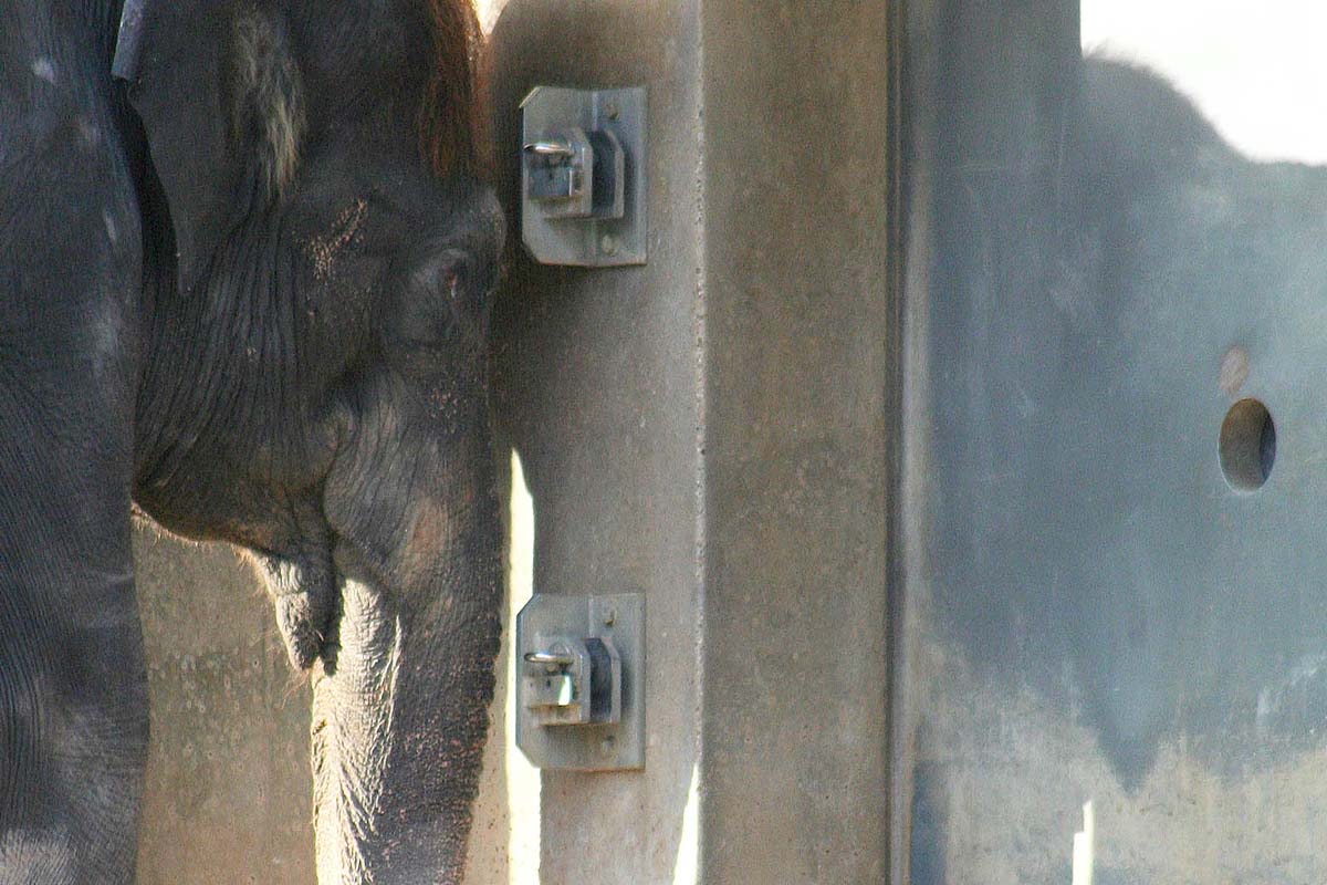 Elefant im Zoo lehnt seinen Kopf an die Wand