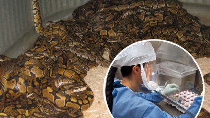 Collage Tiermarkt mit Schlangen und Labormitarbeiter