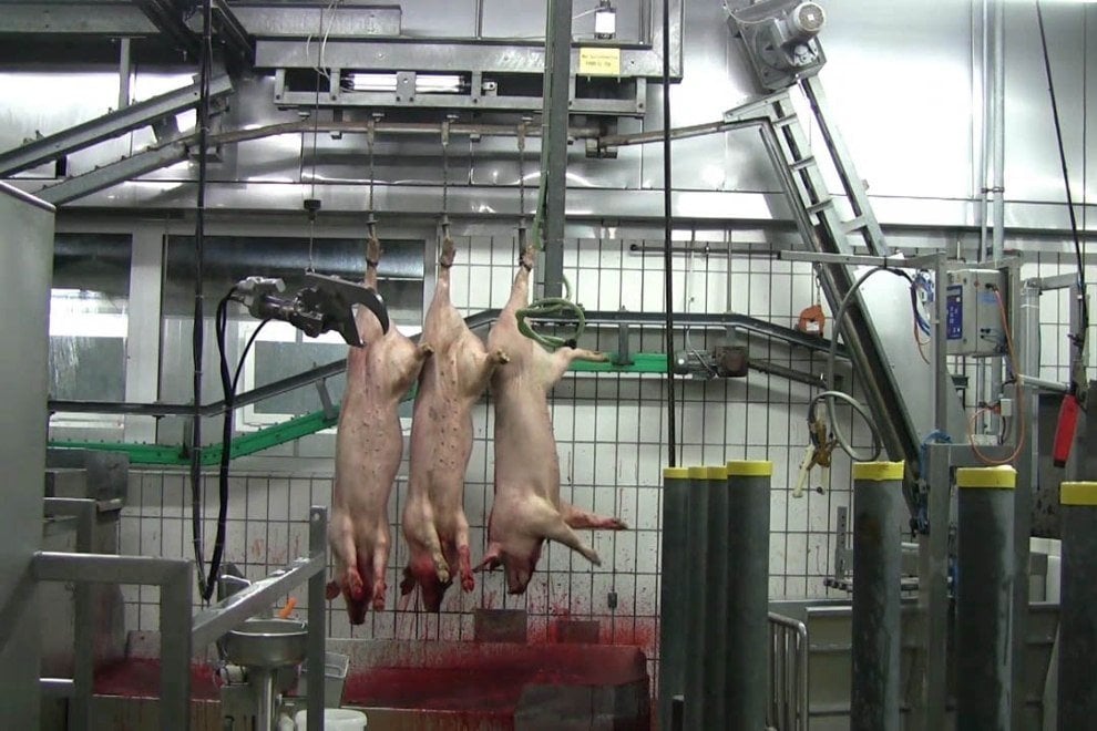 Tote Schweine haengen im Schlachthof