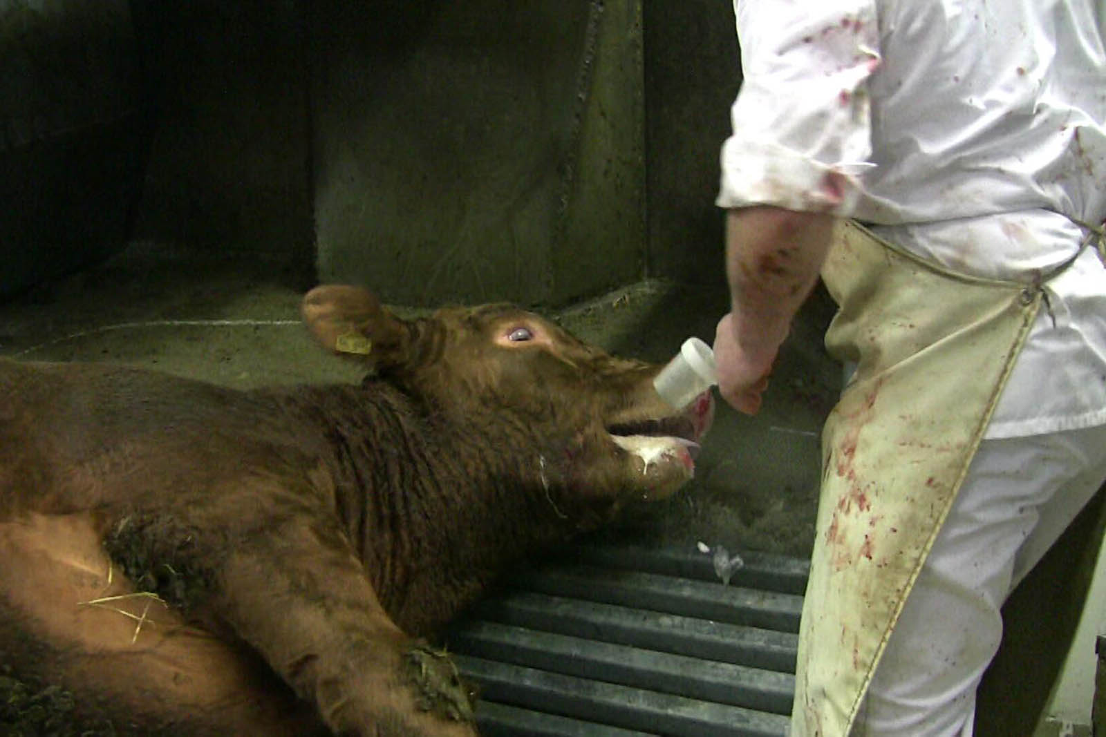 Schlachthof-Kontrolle Darmstadt: 48,9 % der Rinder fehlbetäubt