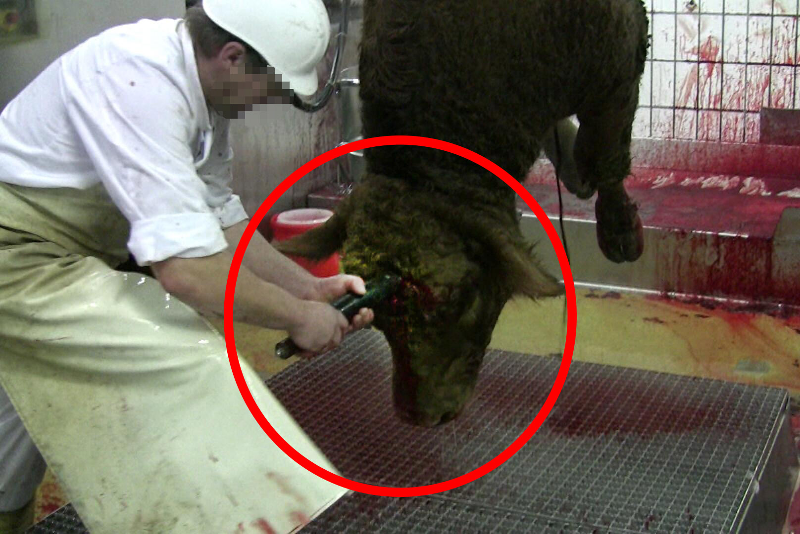 2009-Schlachthof-BaWue-Screenshot-035-c-PETA-D.jpg