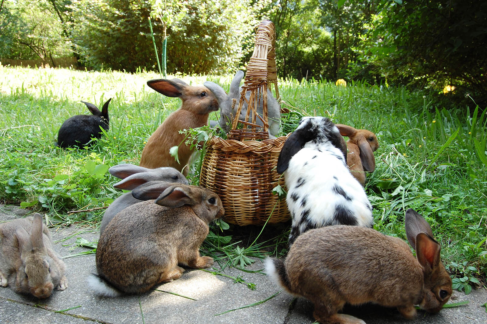 Kaninchenhaltung Wie Halte Ich Kaninchen Richtig Peta Deutschland E V
