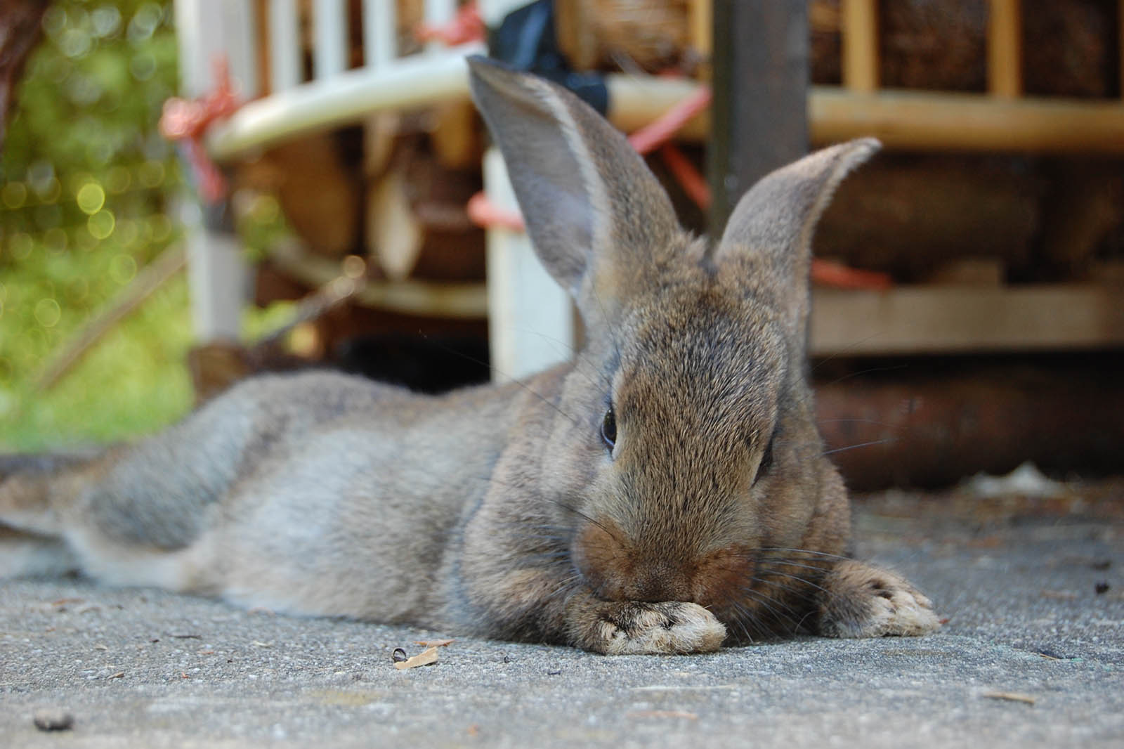 China: Vielleicht bald weniger Tierversuche?