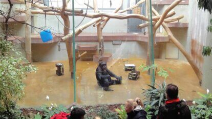 Schimpanse im Wuppertaler Zoo