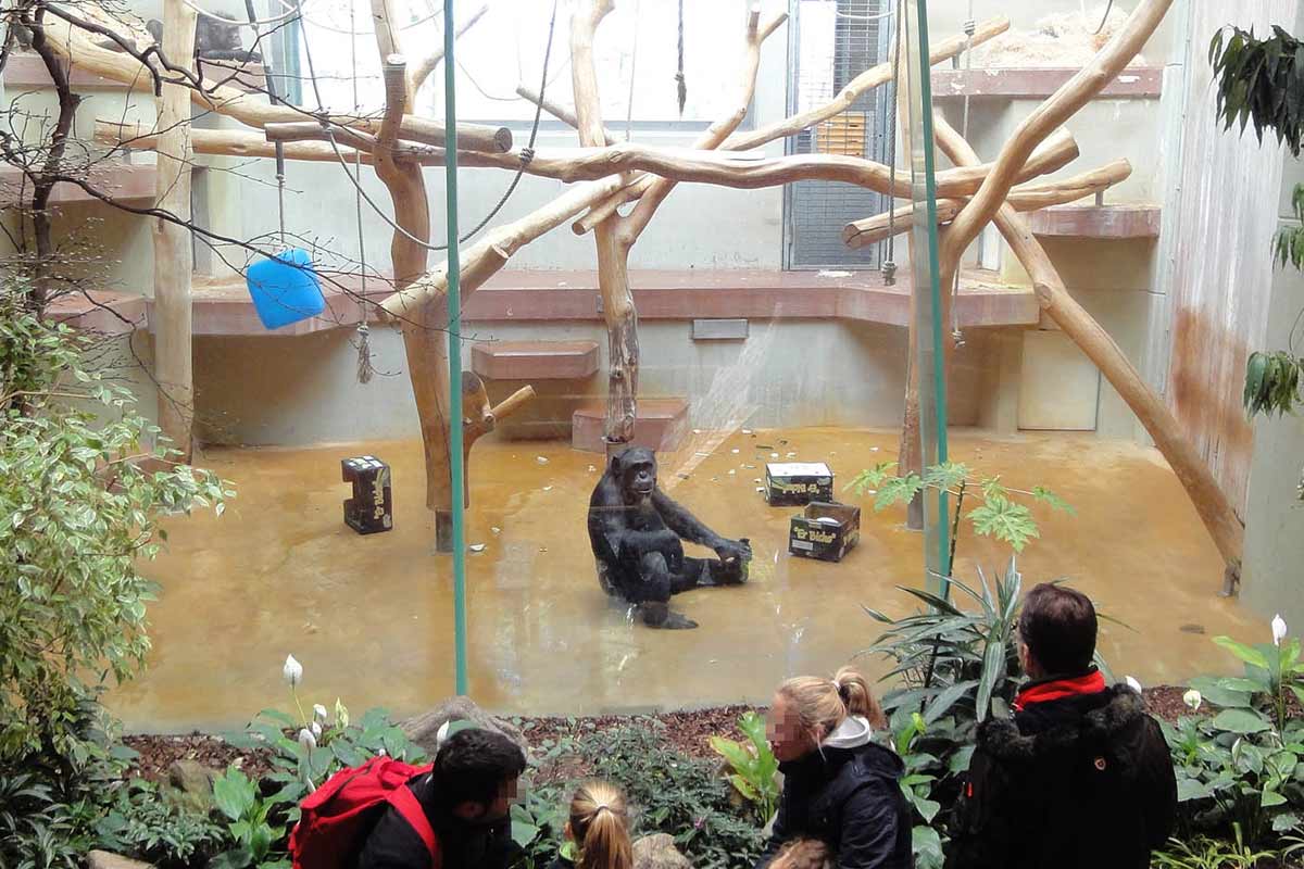 Subventionen für Menschenaffen-Gefangenschaft in Zoos