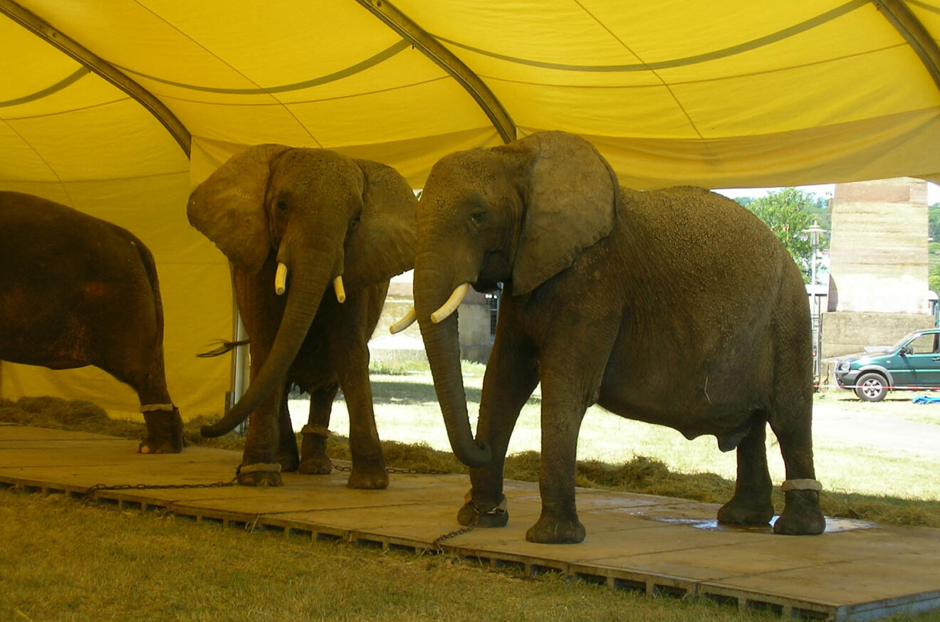 Elefanten vom Circus Krone