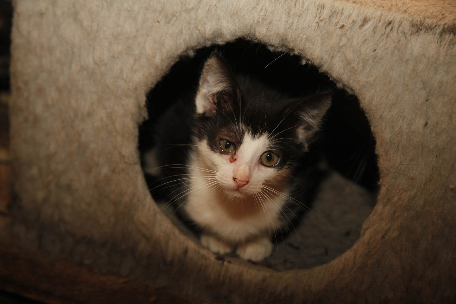 Katze mit verletztem Auge