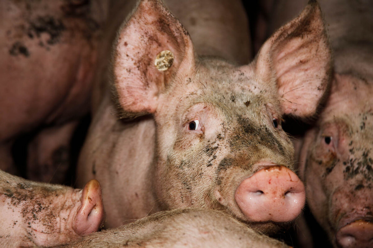 Fleisch: Was Sie über die Fleischproduktion wissen sollten