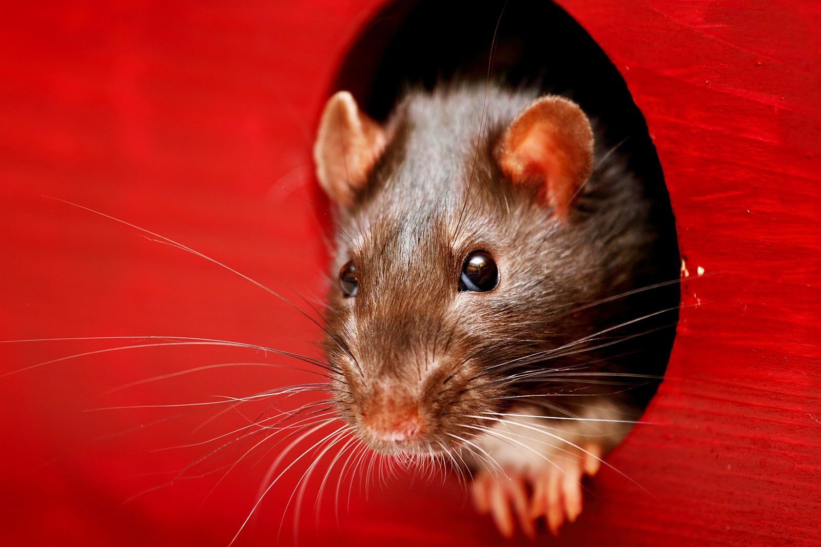 Verstecken spielende Ratten getötet und zerstückelt – jetzt helfen!