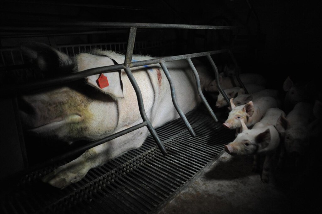 schweinemutter mit ferkel