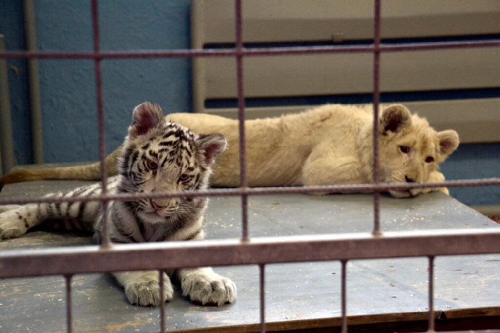 Tigerloewen im Kaefig von Circus Krone