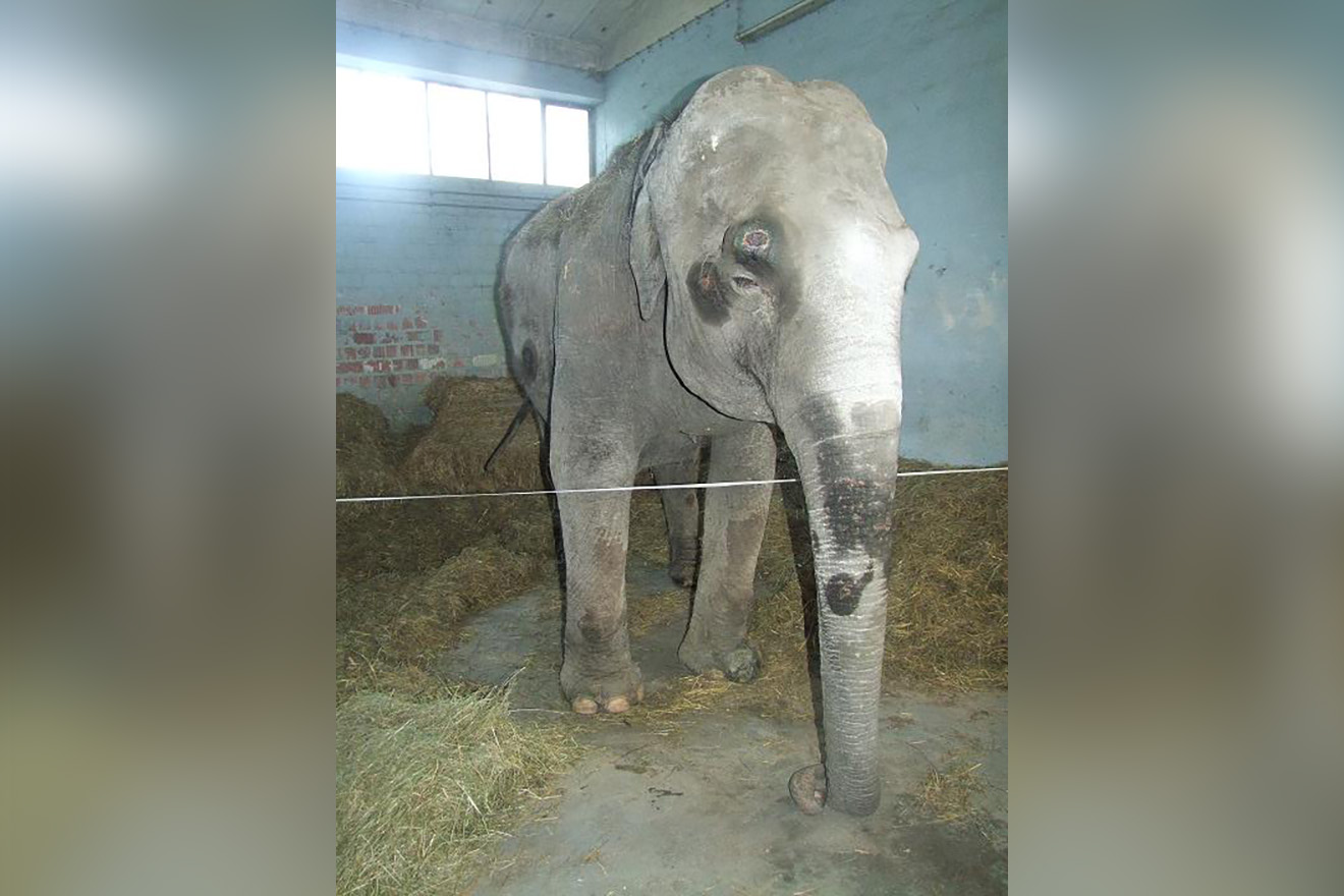 Elefantin Maya tot – Skandalöses Versagen der Veterinärbehörde