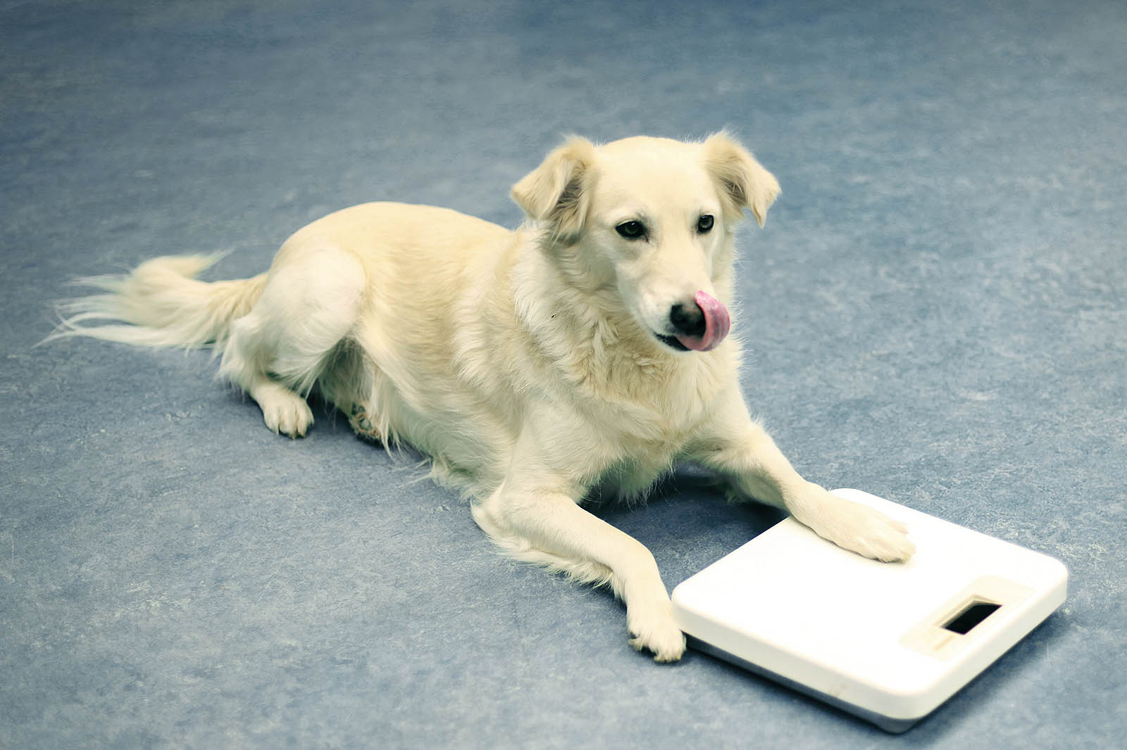Dog with bathroom scale