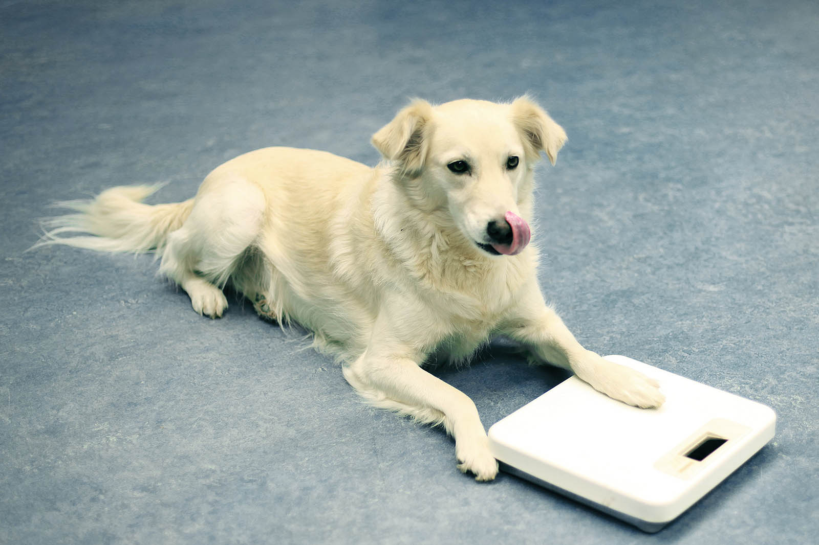 Hund mit Personenwaage