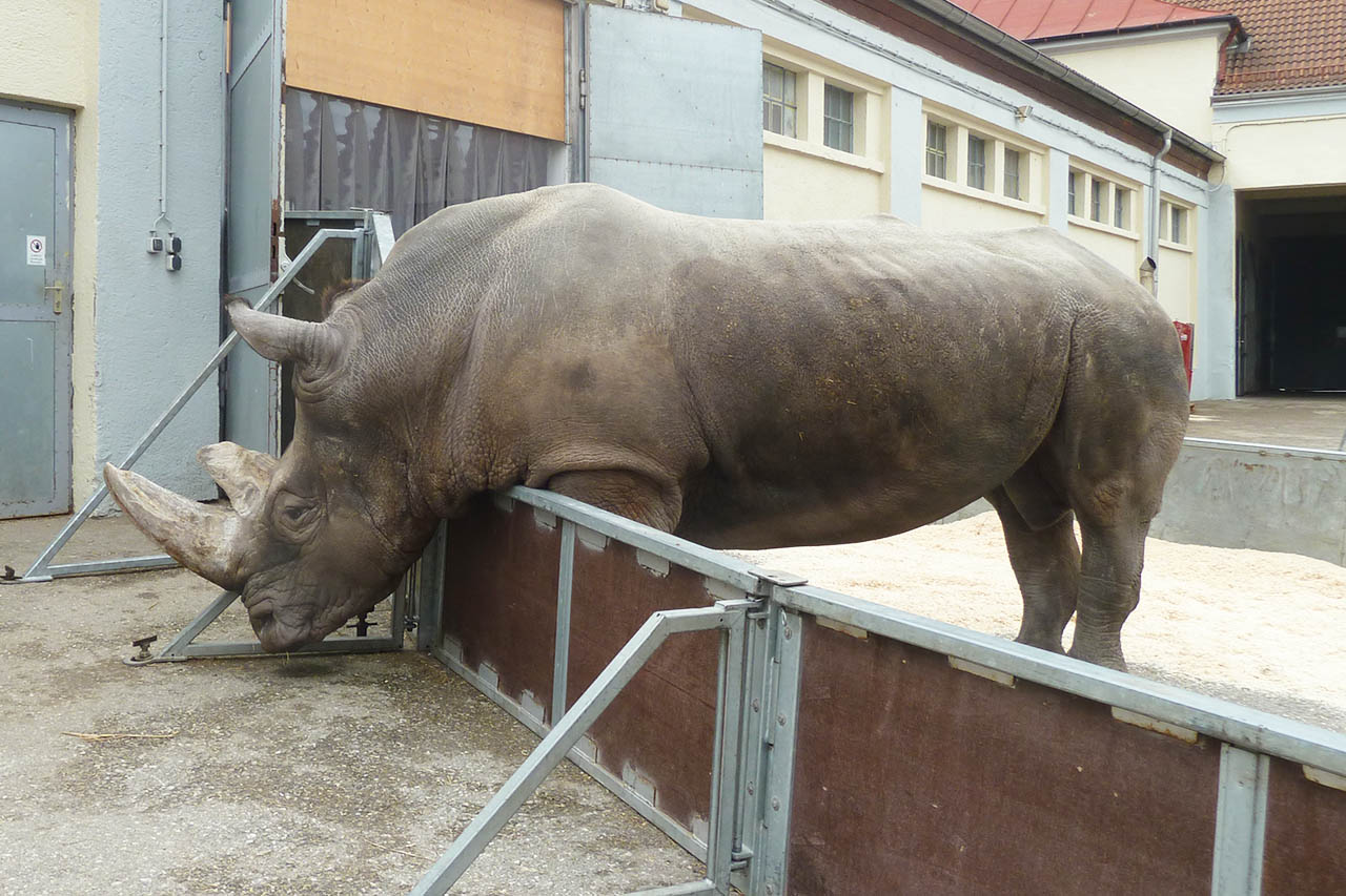 Circus Krone: Einsamstes Nashorn der Welt gestorben