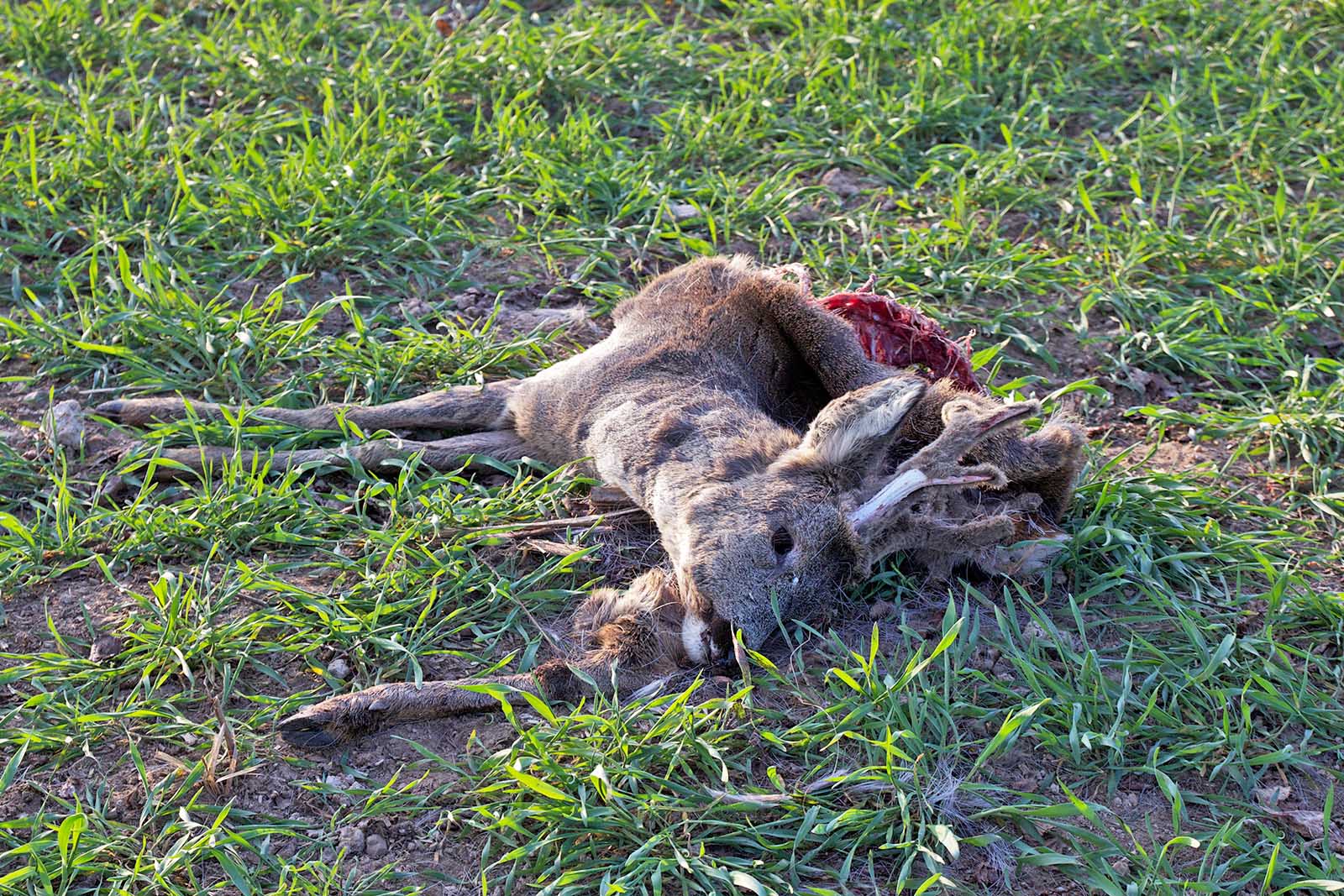 Jäger gefährden Menschen und Tiere: Knappe Mehrheit der Deutschen ist laut aktueller Forsa-Umfrage gegen die Hobbyjagd