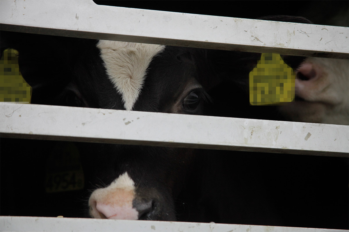 Illegale Tiertransporte stoppen! Helfen Sie uns und stärken Sie Veterinären den Rücken
