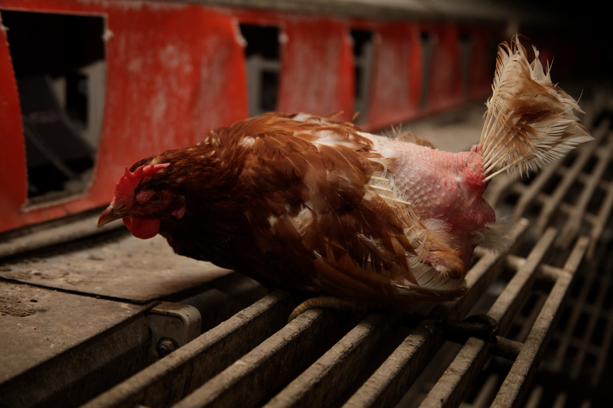 Totes Huhn in einer Bio-Hühnerfarm