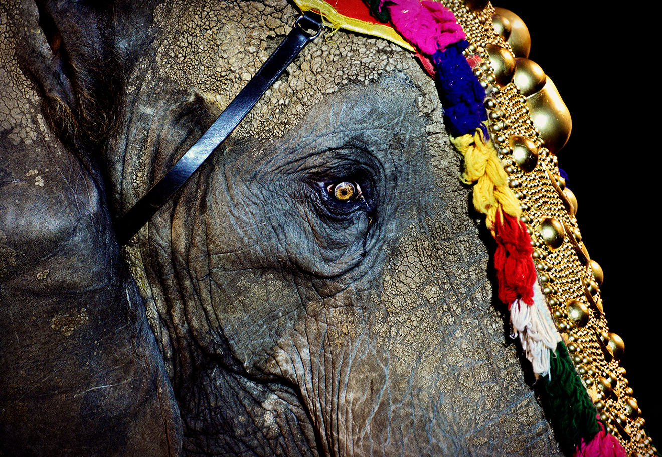 Elefant vom Circus Krone mit Kopfschmuck