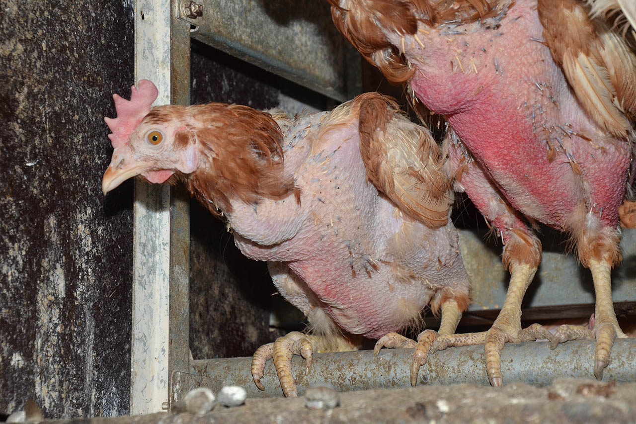 ausgemergelte Hühner auf einer Hühnerfarm