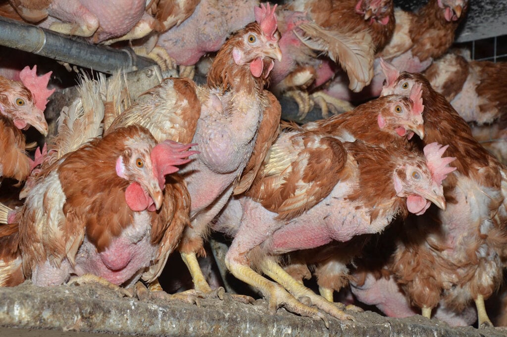 Diese Aufnahmen stammen aus einer Biohühnerfarm. Auch „Bio“ bedeutet Ausbeutung und Tod für die Tiere. Quelle: PETA e.V. Deutschland