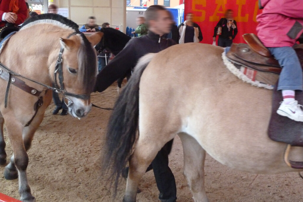 Ponykarussell Cannstatter Wasen