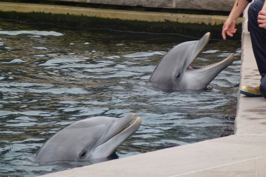Delfine im Wasserbecken