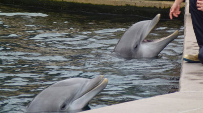 Delfine im Wasserbecken