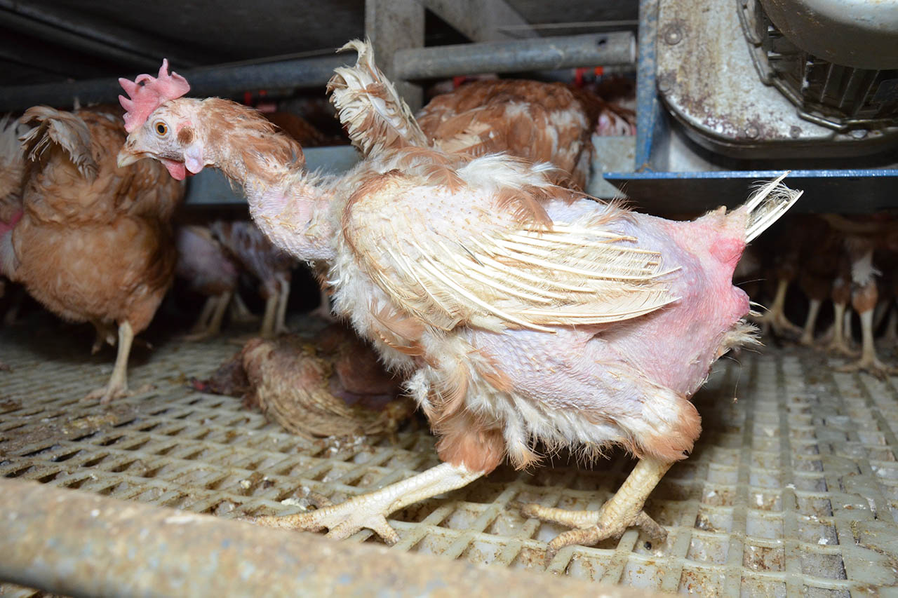 Vegetarier aufgepasst: Eier sind nicht vegetarisch!