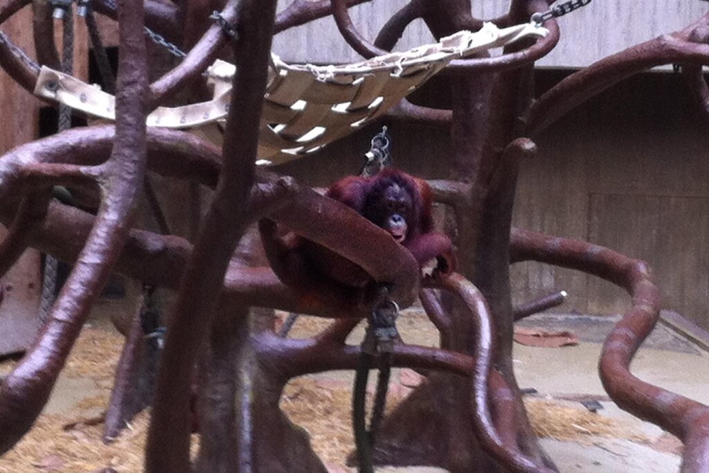 Affe im Krefelder Zoo