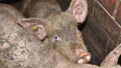 Schweinemast