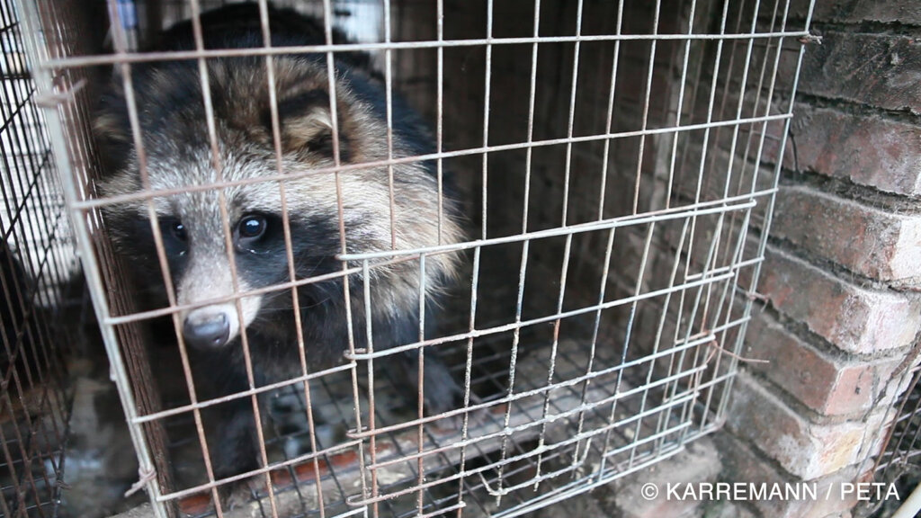 Marderhund im Kaefig auf einer Pelzfarm