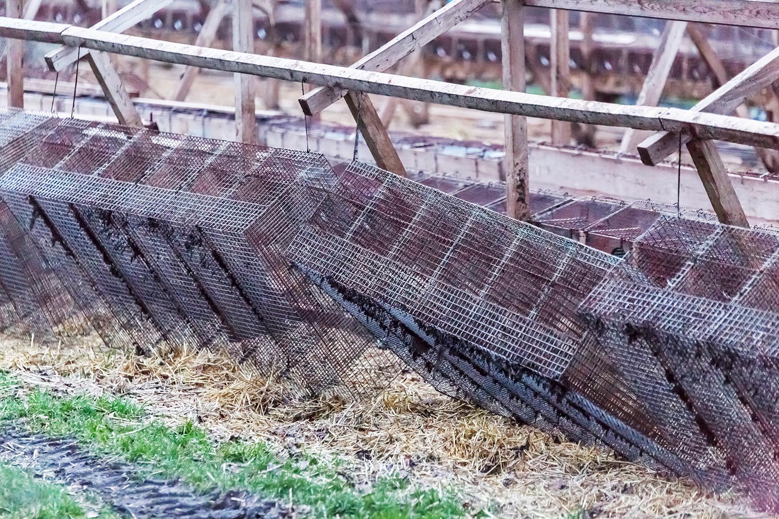 ERFOLG: Keine Tiere mehr auf Deutschlands letzter Pelzfarm!