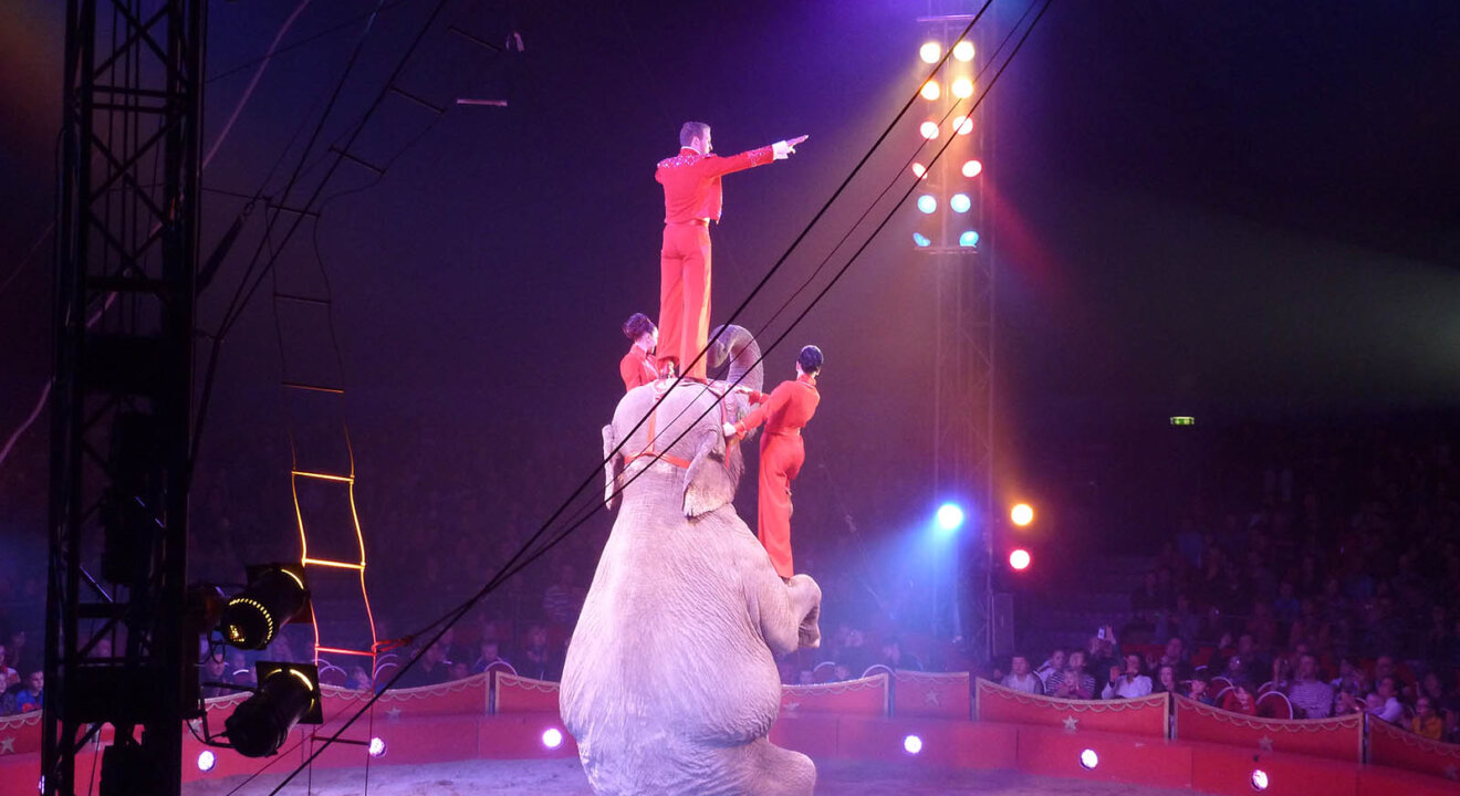 Person steht auf Elefanten in der Manege Zirkus Charles Knie
