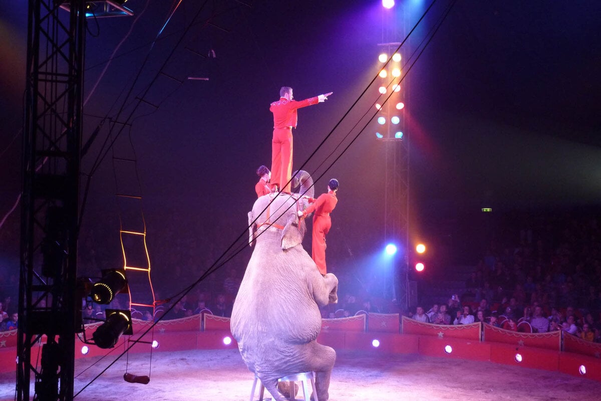 Zirkus Charles Knie: Alles über das Tierleid in diesem Zirkus