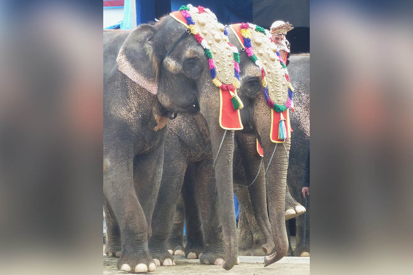 Petition: Circus Krone soll Bara und Burma den Ruhestand gönnen