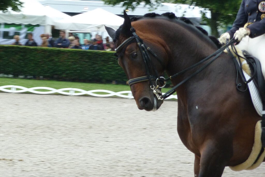 pferd mit dem kopf nach unten gerichtet